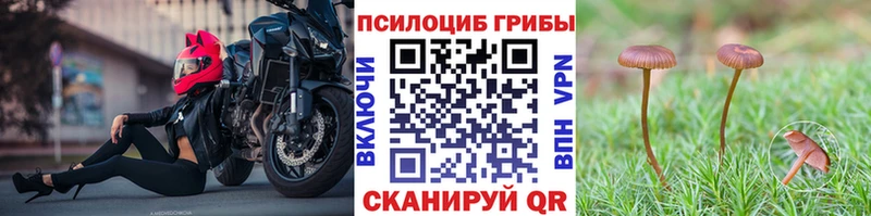 Псилоцибиновые грибы Cubensis Новочебоксарск